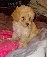Apricot Girl  toy, a female Poodle - Toy  for sale in Cameron, NC – 6 of 7