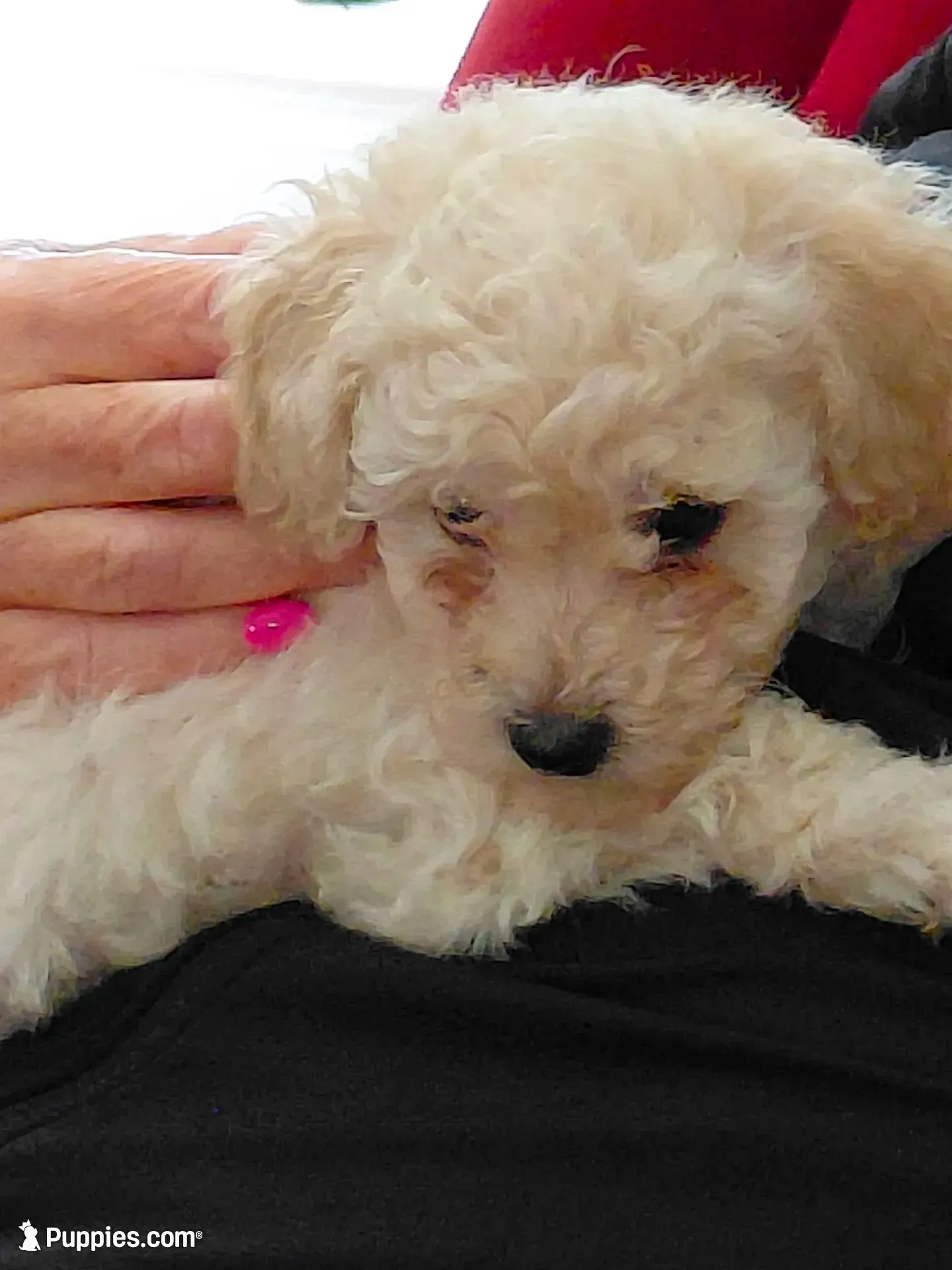 Apricot Girl  toy, a female Poodle - Toy  for sale in Cameron, NC – 2 of 7