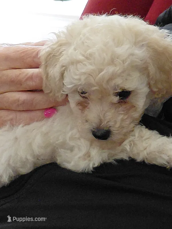Girl  toy – Poodle - Toy  puppy for sale in Cameron, NC