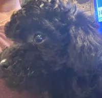 Black toy poodle, a female Poodle - Toy  for sale in Cameron, NC – 2 of 6