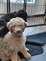 AKC apricot girl , a female Poodle - Standard  for sale in Cameron, NC – 4 of 4