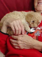 Girl  toy, a female Poodle - Toy  for sale in Cameron, NC – 2 of 3