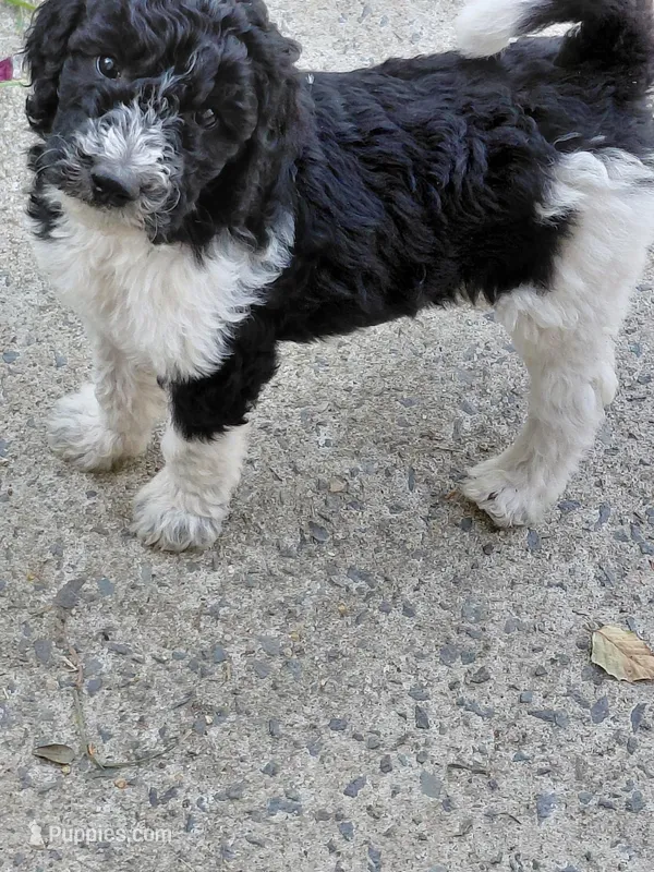 AKC  black and white  – Poodle - Standard  puppy for sale in Cameron, NC