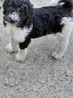 AKC  black and white , a female Poodle - Standard  for sale in Cameron, NC – Photo 1 of 3