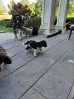 AKC  black and white , a female Poodle - Standard  for sale in Cameron, NC – Photo 3 of 3