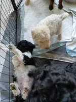 AKC  black and white , a female Poodle - Standard  for sale in Cameron, NC – 3 of 4
