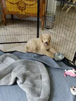 AKC apricot girl , a female Poodle - Standard  for sale in Cameron, NC – 2 of 4