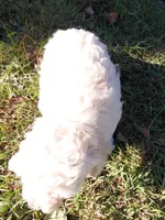 Toy male, a male Poodle - Toy  for sale in Cameron, NC – 3 of 3