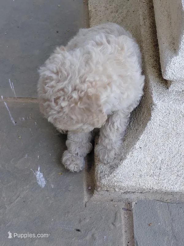 Akc Tan – Poodle - Standard  puppy for sale in Cameron, NC