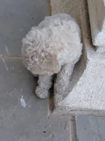 Akc Tan, a male Poodle - Standard  for sale in Cameron, NC – Photo 1 of 2