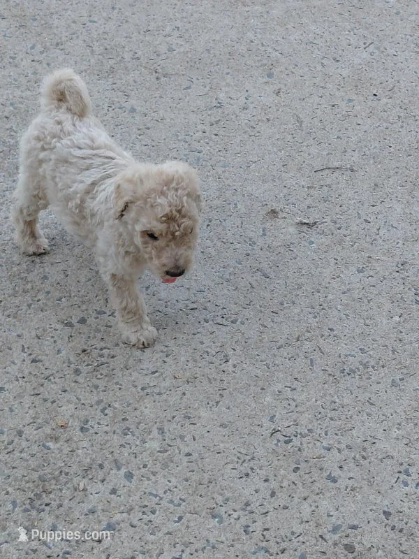 Akc Tan – Poodle - Standard  puppy for sale in Cameron, NC