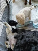 Akc Tan, a male Poodle - Standard  for sale in Cameron, NC – 3 of 3