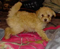 Apricot Girl  toy, a female Poodle - Toy  for sale in Cameron, NC – 5 of 7