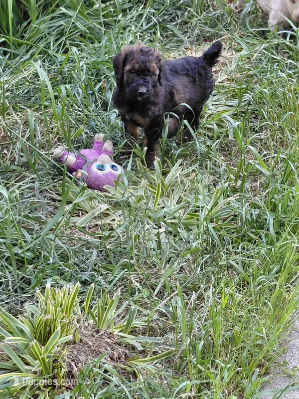 AKC sable – Poodle - Multi-Colored Standard puppy for sale in Cameron, NC