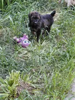 AKC sable, a female Poodle - Multi-Colored Standard for sale in Cameron, NC – Photo 1 of 2
