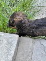 AKC sable, a female Poodle - Multi-Colored Standard for sale in Cameron, NC – Photo 2 of 2