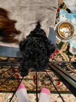 Black toy poodle, a female Poodle - Toy  for sale in Cameron, NC – 5 of 6