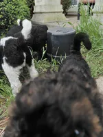 AKC  black and white , a female Poodle - Standard  for sale in Cameron, NC – 4 of 4