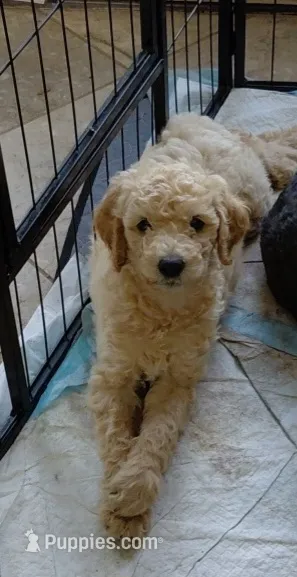 AKC apricot girl  – Poodle - Standard  puppy on hold in Cameron, NC