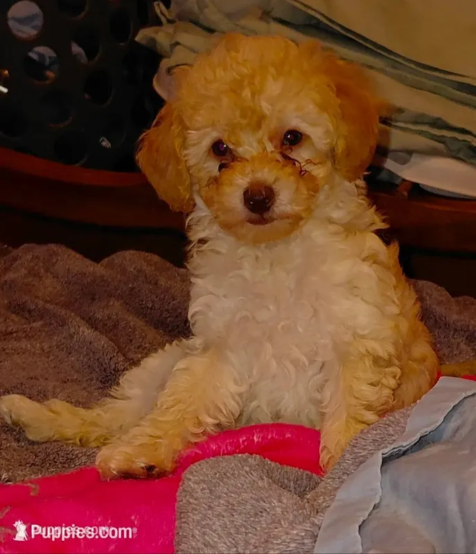 Apricot Girl  toy – Poodle - Toy  puppy for sale in Cameron, NC