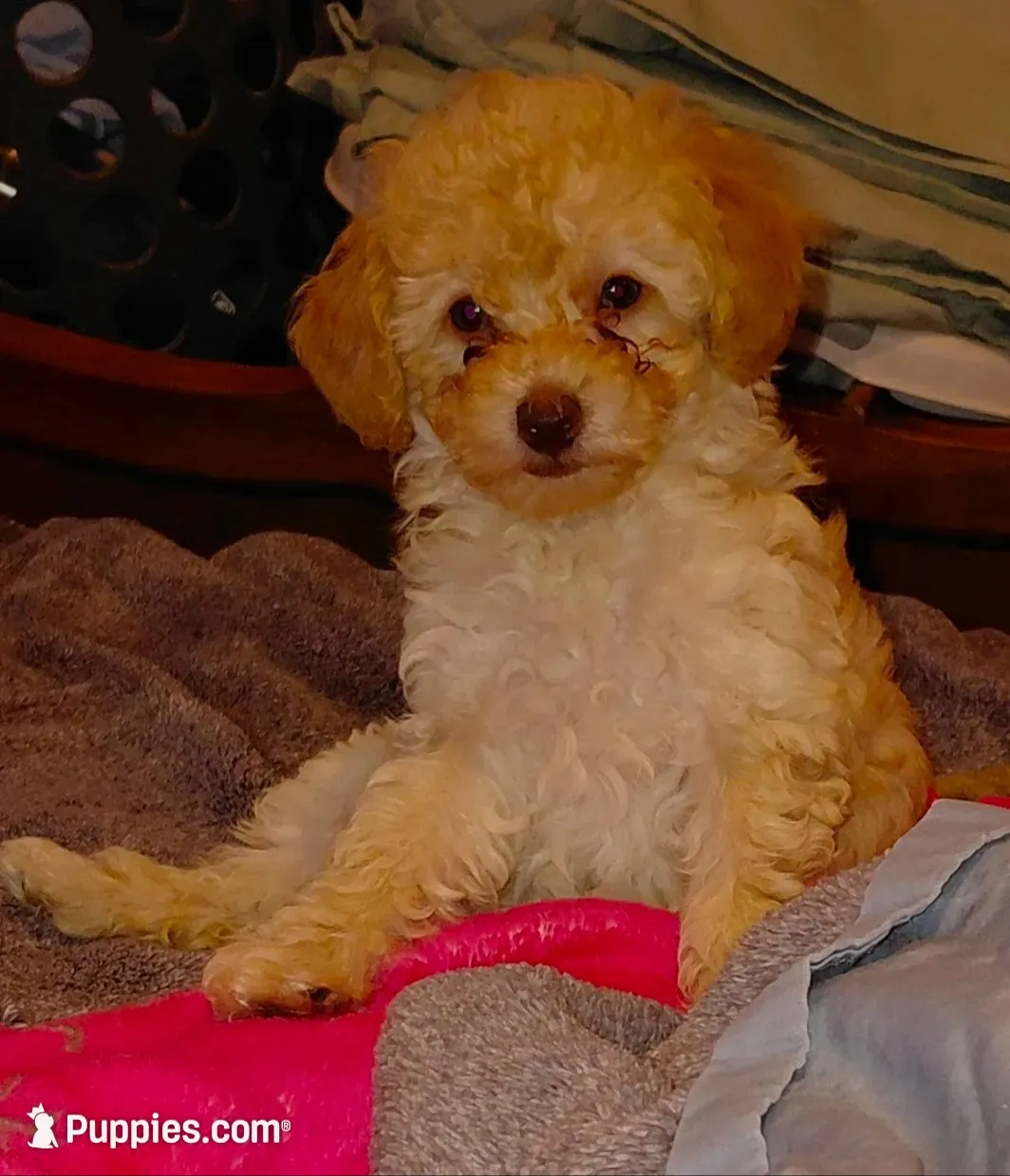 Apricot Girl  toy, a female Poodle - Toy  for sale in Cameron, NC – 1 of 7