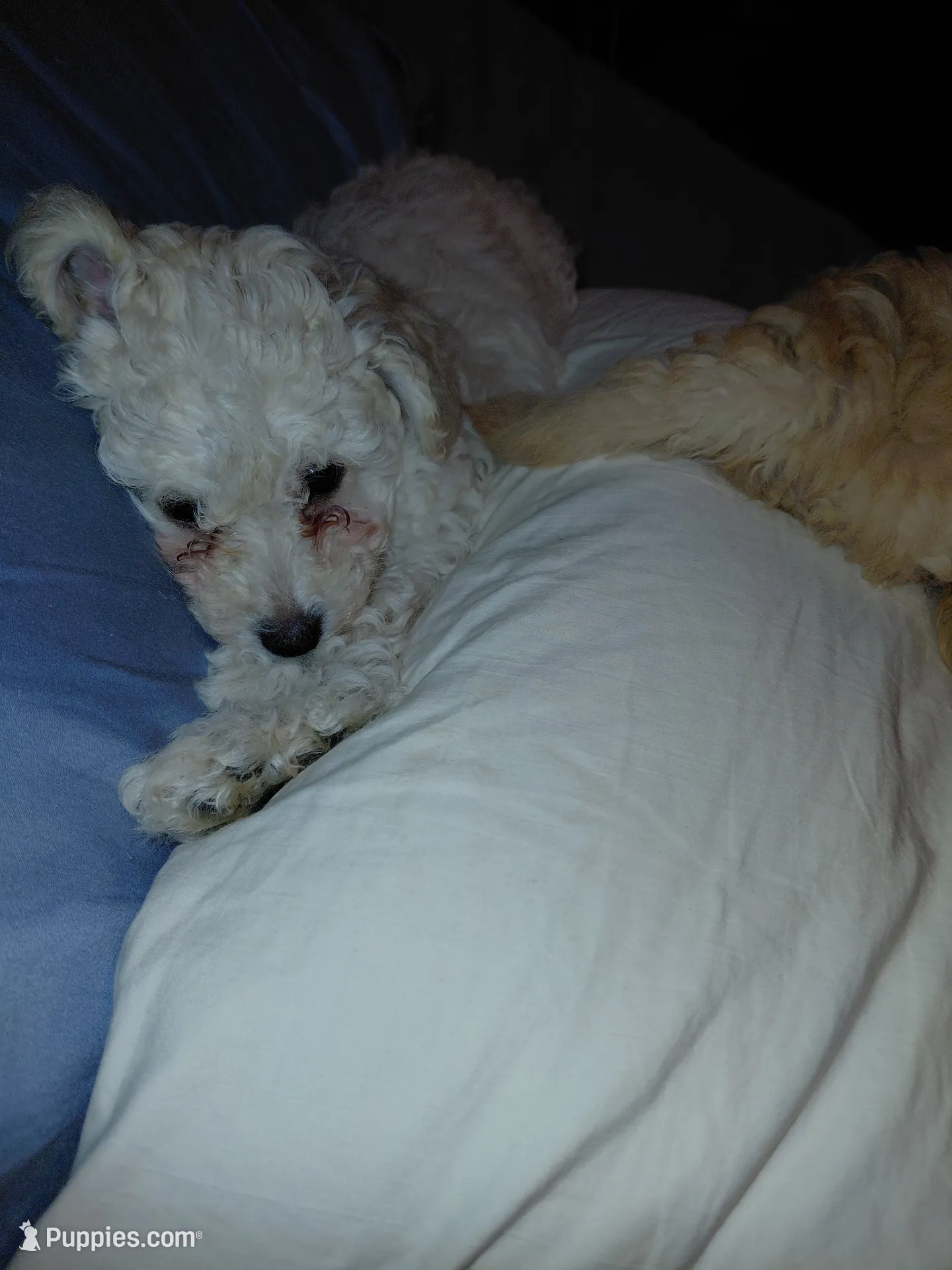 White cream Toy male, a male Poodle - Toy  for sale in Cameron, NC – 2 of 5