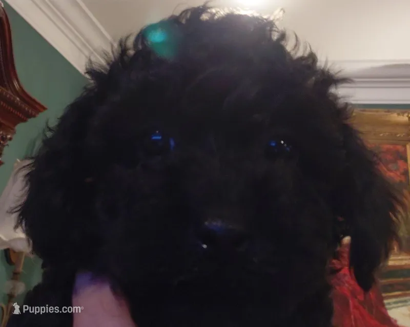 Black toy poodle, a female Poodle - Toy  for sale in Cameron, NC – 1 of 5