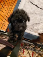 Black toy poodle, a female Poodle - Toy  for sale in Cameron, NC – 5 of 5