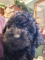 Black toy poodle, a female Poodle - Toy  for sale in Cameron, NC – 3 of 5