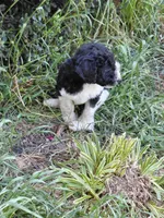 AKC  black and white , a female Poodle - Standard  for sale in Cameron, NC – 2 of 4