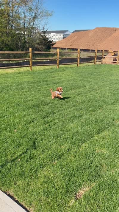 Kairo, a male Poodle - Toy  for sale in Pennington, NJ – 2 of 2