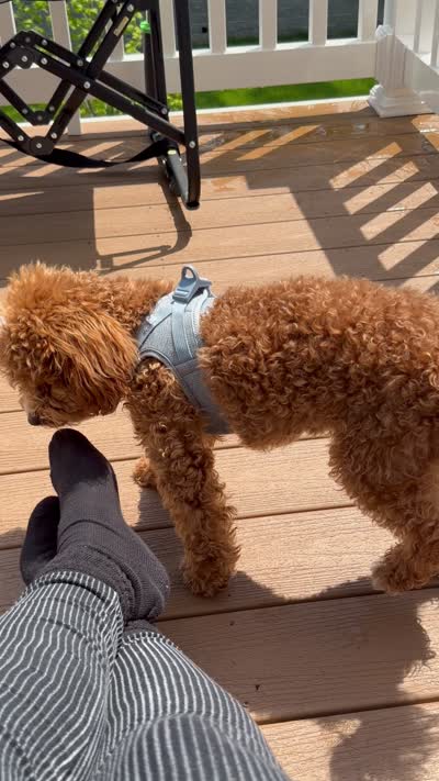 Kairo, a male Poodle - Toy  for sale in Pennington, NJ – 1 of 2