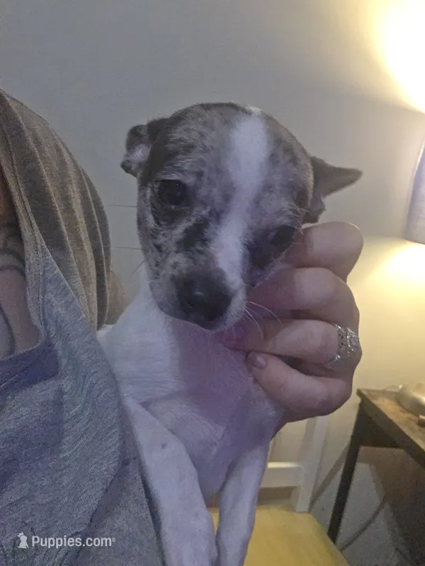 Hank – Chihuahua puppy for sale in Newnan, GA