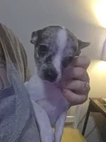 Hank, a male Chihuahua for sale in Newnan, GA – 1 of 3