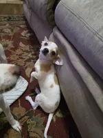 Bandit, a male Chihuahua for sale in Newnan, GA – 3 of 4