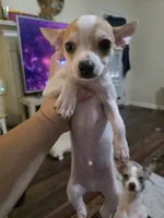 Bandit, a male Chihuahua for sale in Newnan, GA – 2 of 4