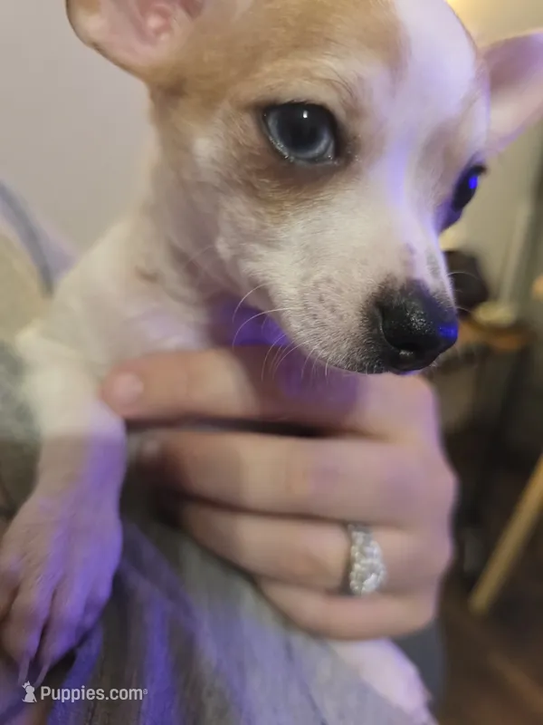 Bandit – Chihuahua puppy for sale in Newnan, GA