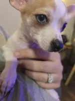 Bandit, a male Chihuahua for sale in Newnan, GA – 1 of 4