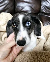 ROXIE, a female Miniature Dachshund for sale in Kite, GA – Photo 2 of 2