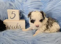 Black Collar Maltipoo Boy, a male Maltipoo for sale in Kite, GA – 6 of 10