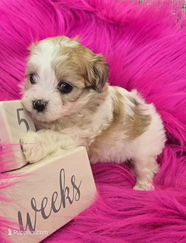 Yellow Collar Maltipoo Girl – Maltipoo puppy on hold in Kite, GA