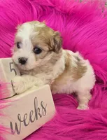 Yellow Collar Maltipoo Girl, a female Maltipoo for sale in Kite, GA – 1 of 9