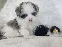 Black Collar 1.09 lbs at 6wks, a male Maltipoo for sale in Kite, GA – 5 of 10