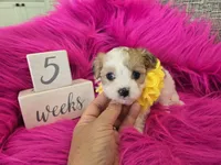 Yellow Collar Maltipoo Girl, a female Maltipoo for sale in Kite, GA – 7 of 9