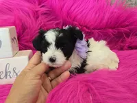 Purple Collar Maltipoo Girl, a female Maltipoo for sale in Kite, GA – 6 of 9