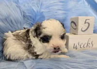 Black Collar Maltipoo Boy, a male Maltipoo for sale in Kite, GA – 5 of 10