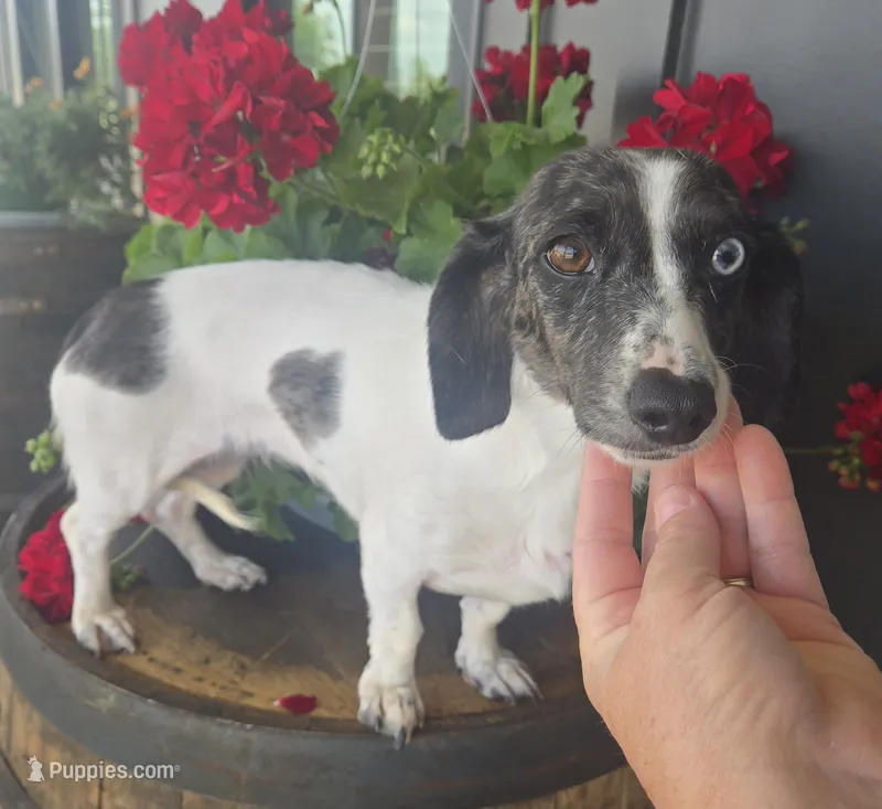 Roxie – Miniature Dachshund puppy for sale in Kite, GA