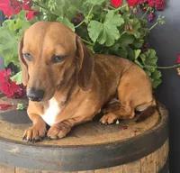 Pebbles, a female Miniature Dachshund for sale in Kite, GA – 3 of 6
