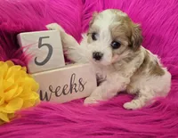 Yellow Collar Maltipoo Girl, a female Maltipoo for sale in Kite, GA – 3 of 9