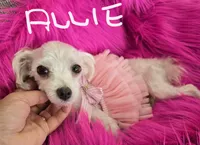 Black Collar Maltipoo Boy, a male Maltipoo for sale in Kite, GA – 9 of 10